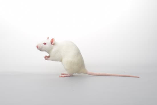 Do Rats Attack Humans?