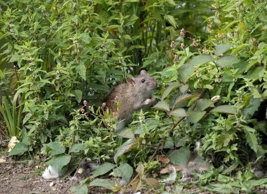 Can Rats Eat Cucumber?