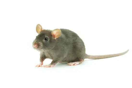Why Do Rats Eat Mice?