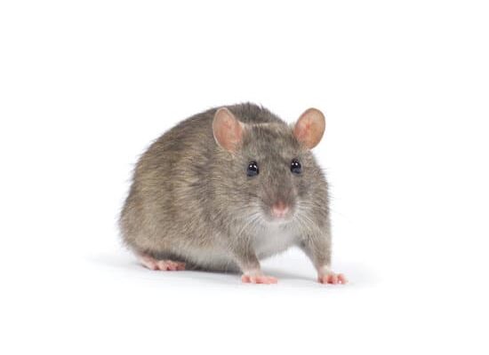 What Do I Need to Buy For Pet Rats?