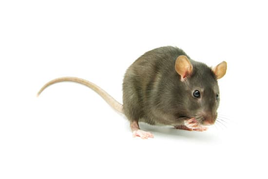 How Do Rats Get Mites? - pestwhisperer.com