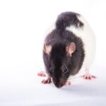 Why Is Rat Droppings Poisonous?