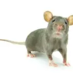How Small is Rat Droppings?