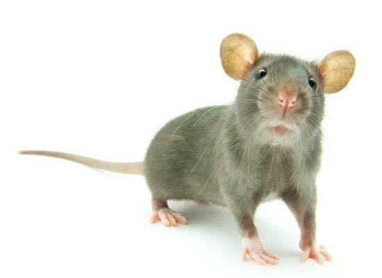 How Do Rats Lose Weight As They Age?