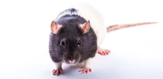 Do Mice Turn Into Rats?