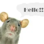 Does Rat Taste Like Food?