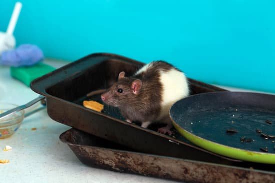 Can Rats Have Peanut Butter?