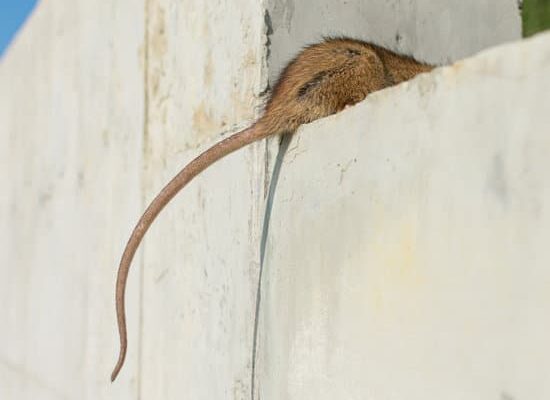 How Long Do Domestic Rats Live?