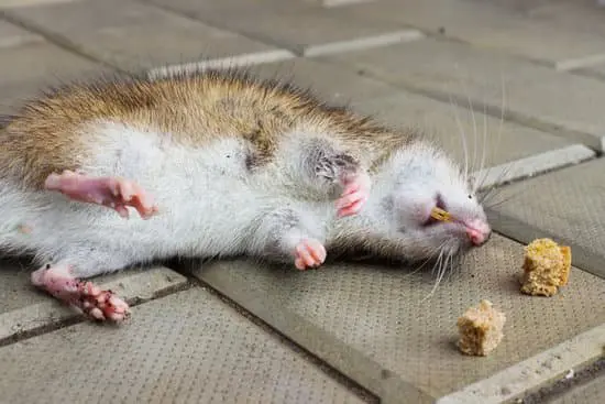 How Do Rats Sleep?