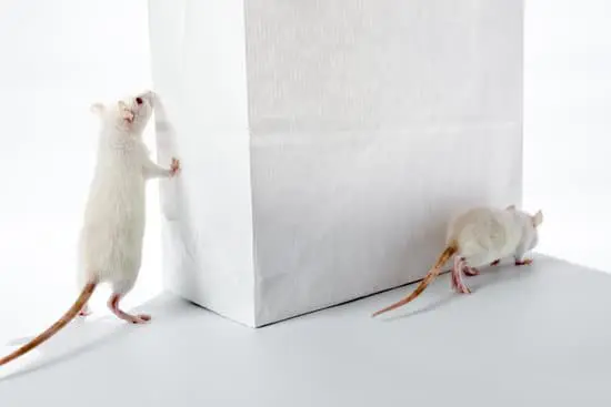 Where Do Rats Go in the Winter?