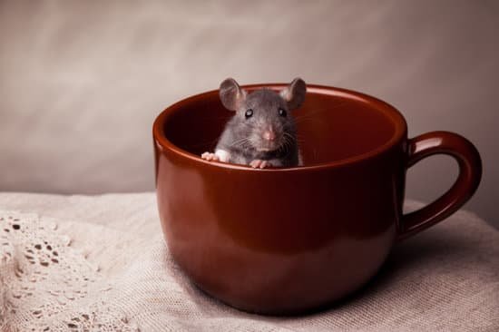 Can Rats Open Cupboard Doors?