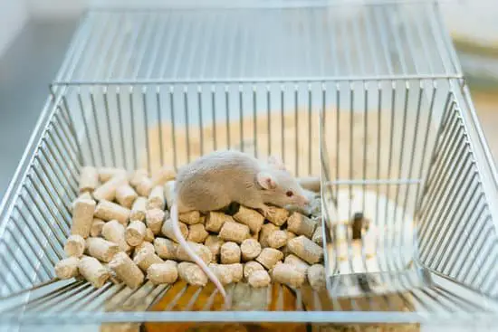 Can Rats Climb Walls?
