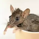 How Bad Are Rat Bites?