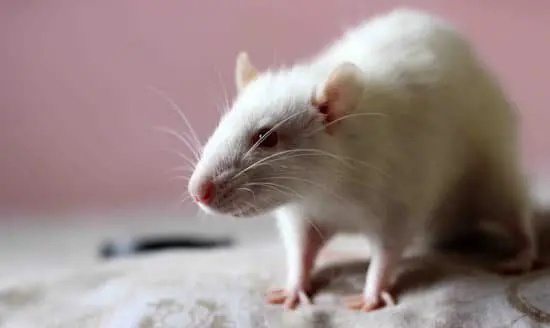 How Much Does it Cost to Get Rid of Rats?