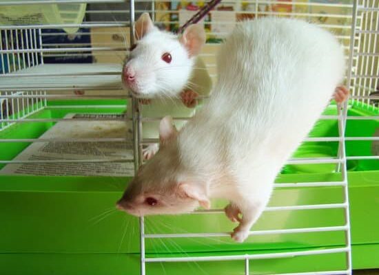 Where Can I Buy Ammonia to Kill Rats?