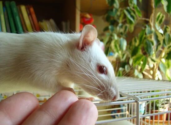 Does Ammonia Kill Rats?