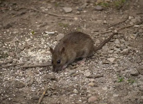 How Can Rats Become Cannibals?