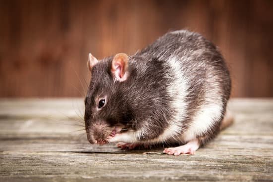 Do Rats Make Good Pets?