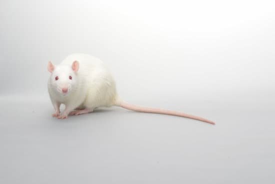 Are Sweet Potatoes Bad For Rats Pestwhisperer