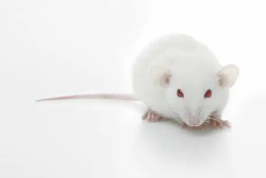 Will Rats Attack Humans?