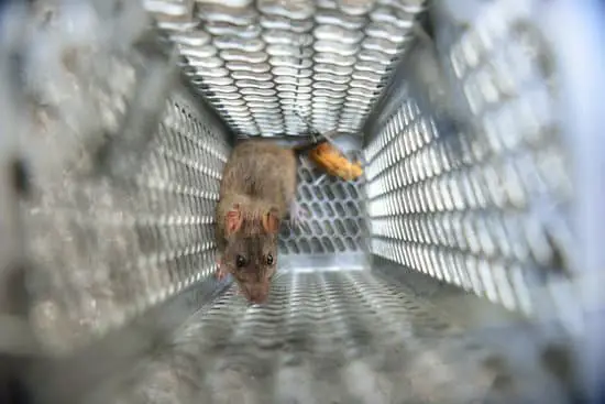 How Long Do Rats Live As Pets?