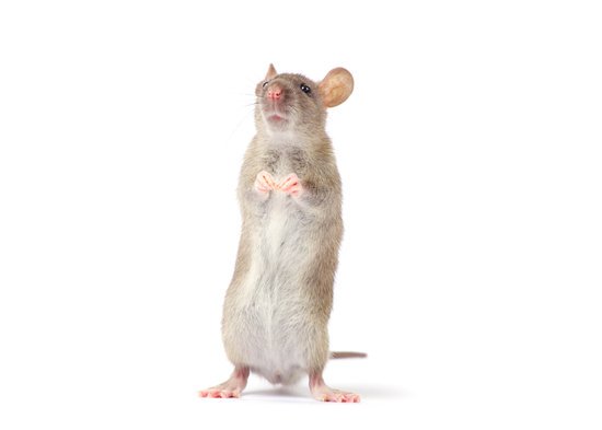 Does Rat Taste Good?