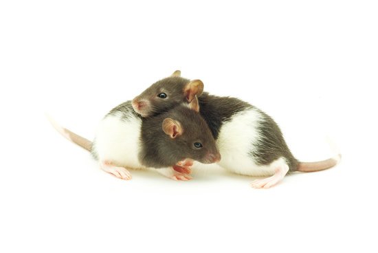 Why Is Rat Pee Poisonous Pestwhisperer