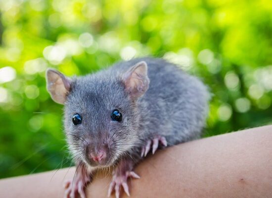 Why Do Rats Suddenly Disappear From My Home?