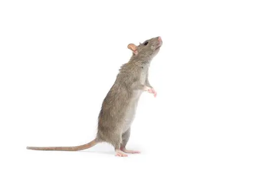Do Rats Have Diseases?