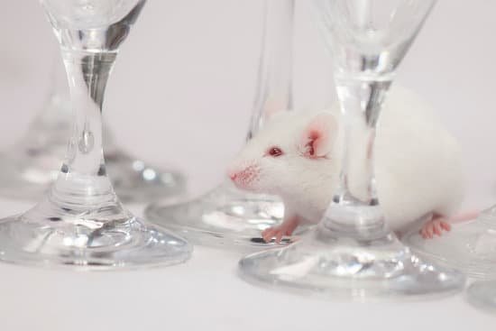 Does Rats Bite Humans Pestwhisperer Com