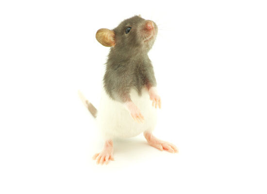 When Are Rats Most Active?