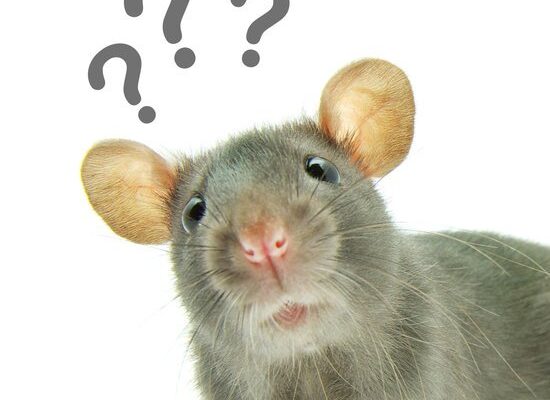 Is It Possible For Rats to Get Fleas?