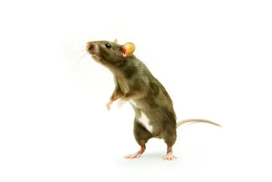 How Heavy Are Pet Rats?