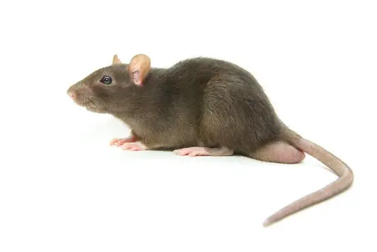 Does Your Pet Rat Have Rabies?