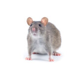How to Get Rid of Mice Without Harming Your Pets?