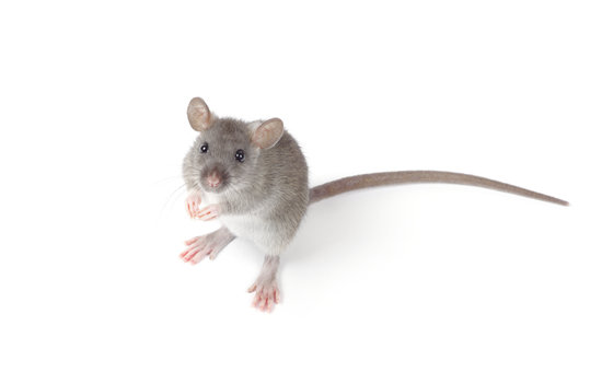 How Long Do White Rats Live?