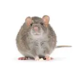 Why is Rat Lifespan So Short?