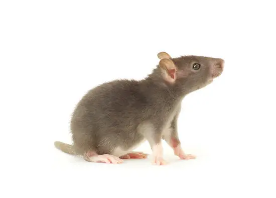 What Attracts Rats to a Trap?