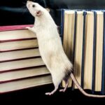 do rats travel alone