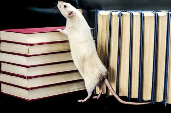 Where Do Rats Die After Eating Poison?