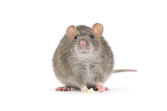 Do Rats Carry Rabies?