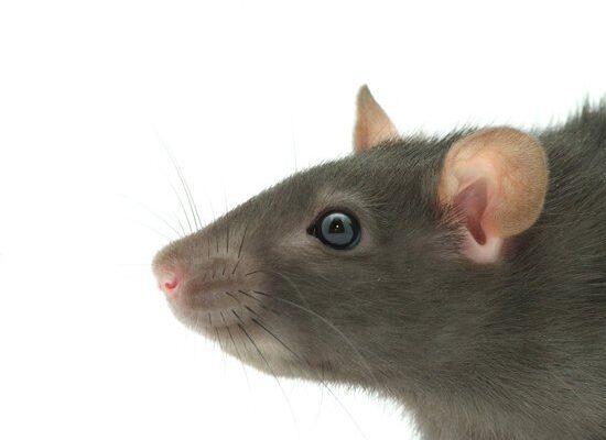 Do Rats Cause Tuberculosis?