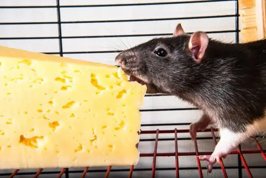 Do Rats Come Out at Night?