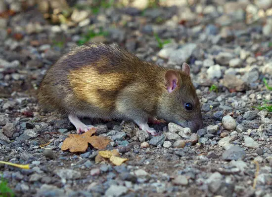 How Do Cats Kill Rats?