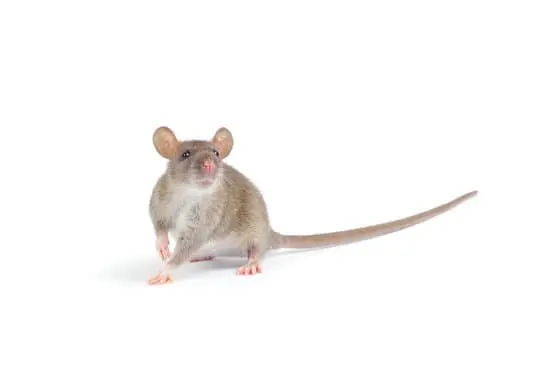 Are Rats and Mice the Same Thing?
