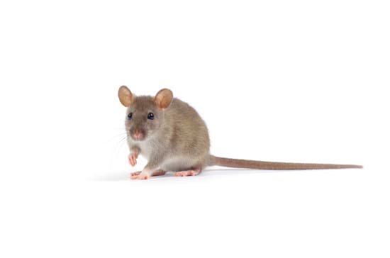 What Damage Can a Rat Do to Your Home?