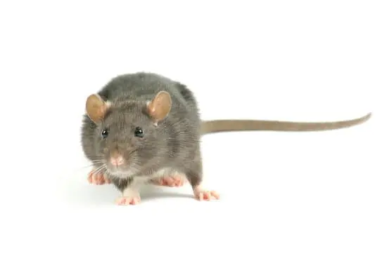 Why Do Cats Eat Rats?