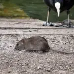 How Much Does a Rat Weigh in Pounds?