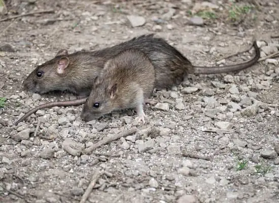 Can Rats Cause Allergies?