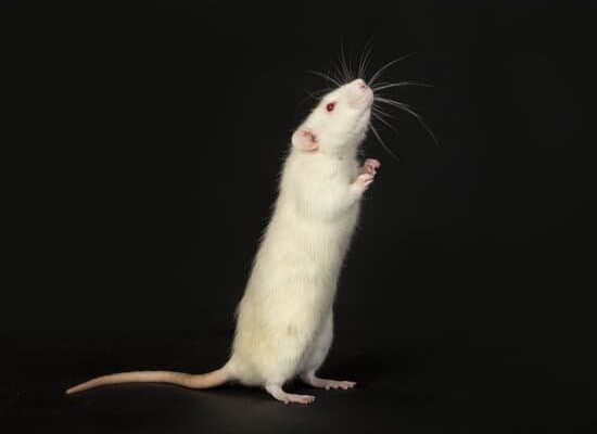 How Long Do Pet Rats Live in Captivity?